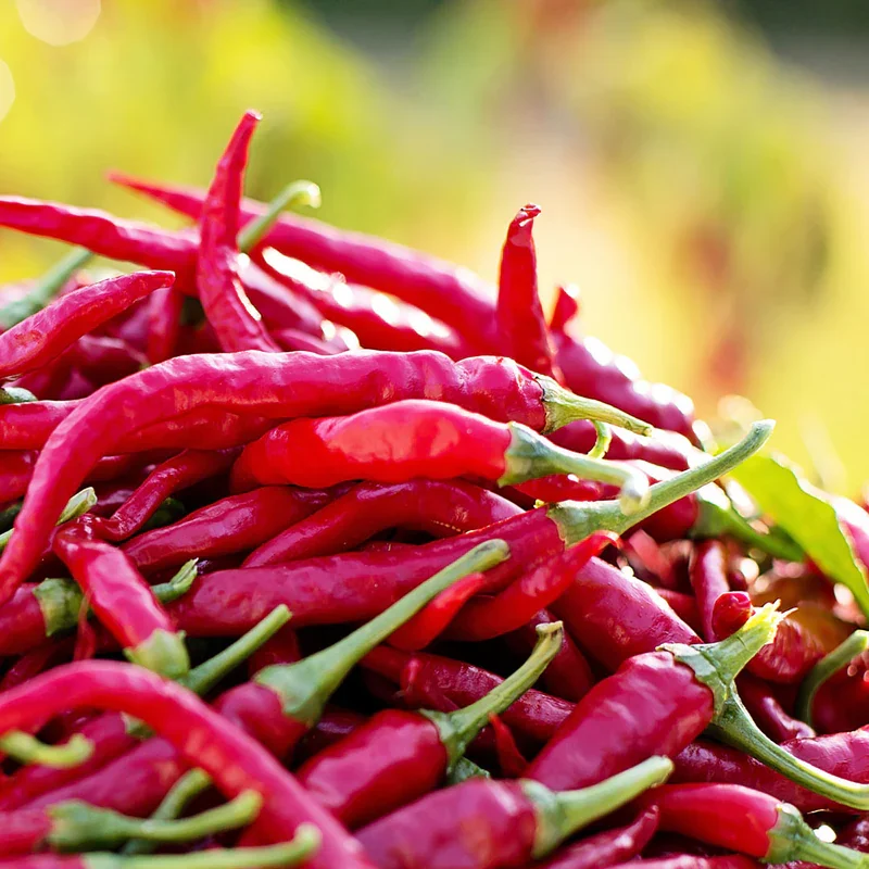 AudiQuiet cayenne pepper extract, a capsaicin vasodilator for circulation