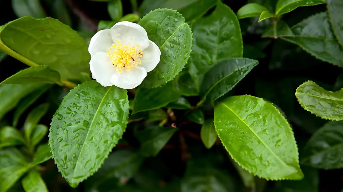 AudiQuiet green tea leaf extract, an EGCG antioxidant for ear tissue