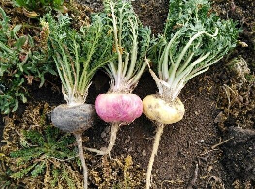 AudiQuiet maca root extract for energy and stress resilience