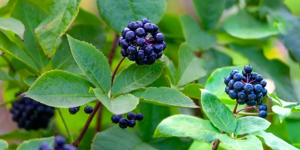AudiQuiet Siberian ginseng eleutherococcus root for cortisol regulation